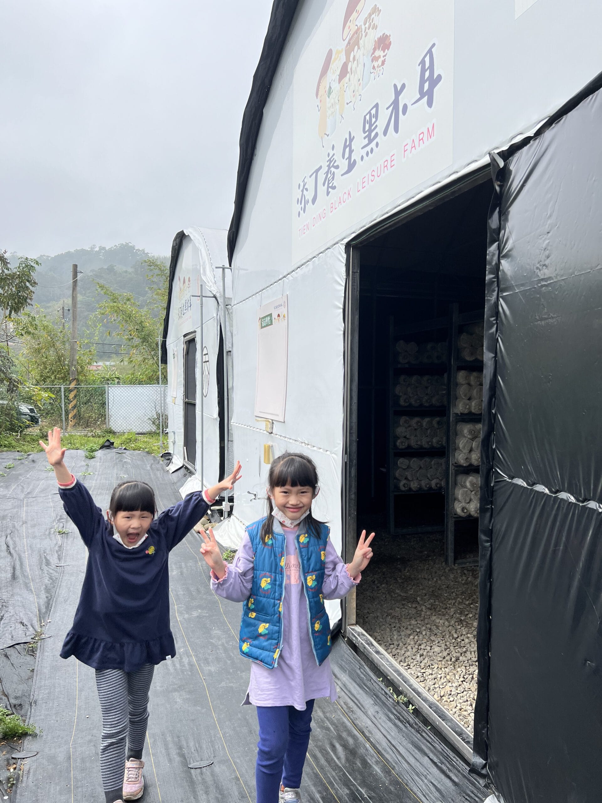 ▉桃園▉ 添丁養生黑木耳採菇去